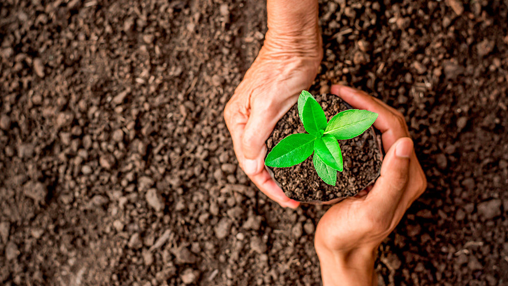 mãos segurando planta sobre a terra