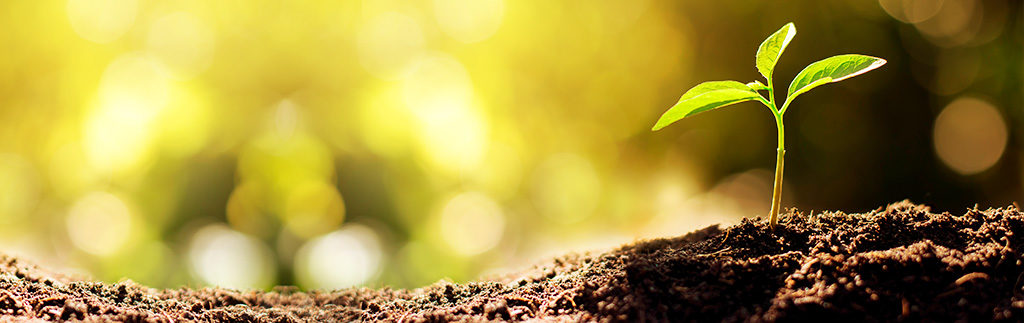 muda de planta crescendo em terra úmida